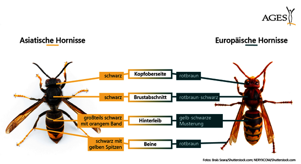 Vergleich Asiatische und Europäische Hornisse (Quelle: AGES) Vergleich Asiatische und Europäische Hornisse